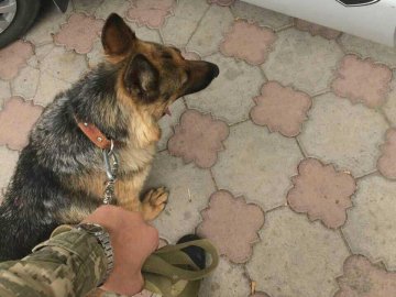 Собака прикордонників знайшла злодія, що поцупив 10 тисяч гривень