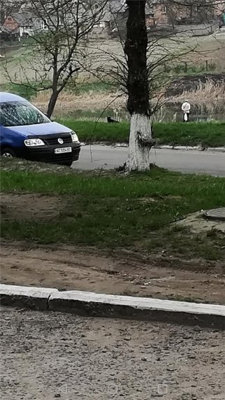 У Нововолинську жінка хотіла позбутися кота, якого сама ж і вкрала. ФОТО