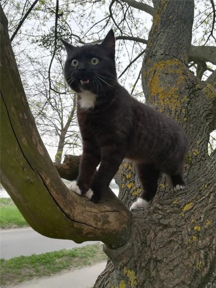 У Нововолинську жінка хотіла позбутися кота, якого сама ж і вкрала. ФОТО
