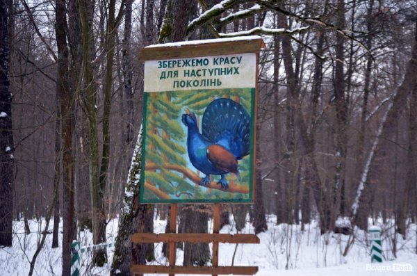 Як у «Цуманській пущі» рахували зубрів 