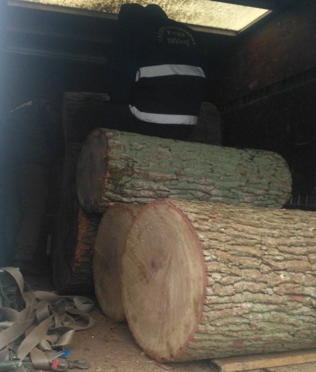 У Луцьку затримали фуру з незаконно зрубаною в Цуманській пущі деревиною