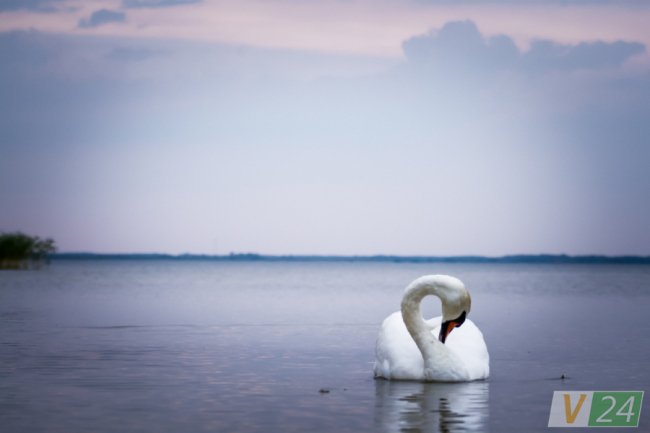 Пернаті туристи Шацьких озер. ФОТО