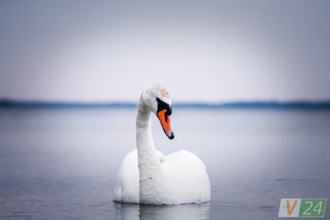 Пернаті туристи Шацьких озер. ФОТО