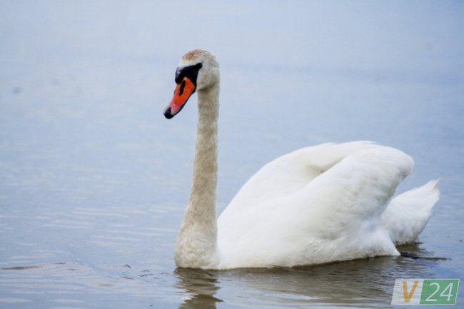 Пернаті туристи Шацьких озер. ФОТО
