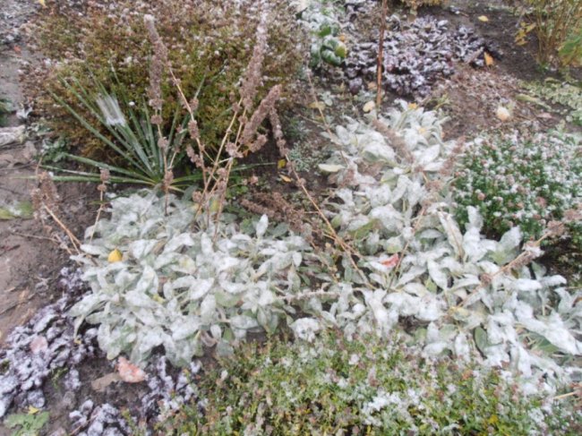 Мокрий і лапатий: на Волині - сніг. ФОТО