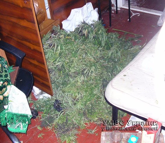 На Волині чоловік зберігав 10 800 грамів марихуани для власного вжитку