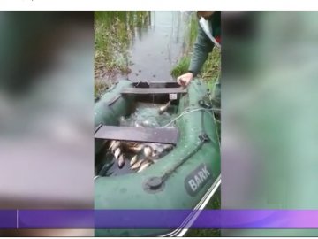 На Волині з браконьєрських сіток визволили більше 30 кілограмів карася. ВІДЕО