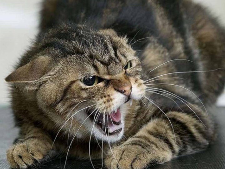 У місті на Волині ввели карантин через скаженого кота