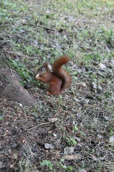 Луцький парк – рай для білочок. ФОТО. ВІДЕО  