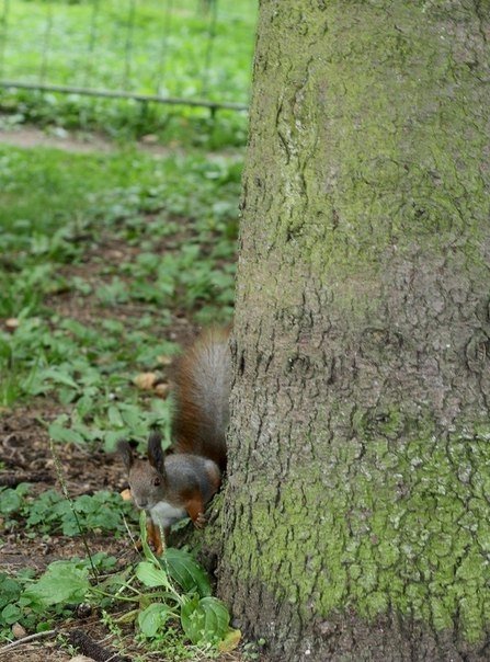 Луцький парк – рай для білочок. ФОТО. ВІДЕО  