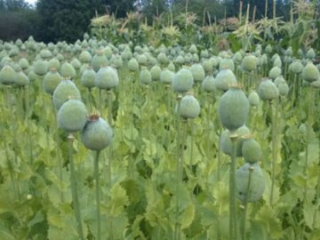 У волинянки на городі знайшли понад 3 сотні рослин снодійного маку