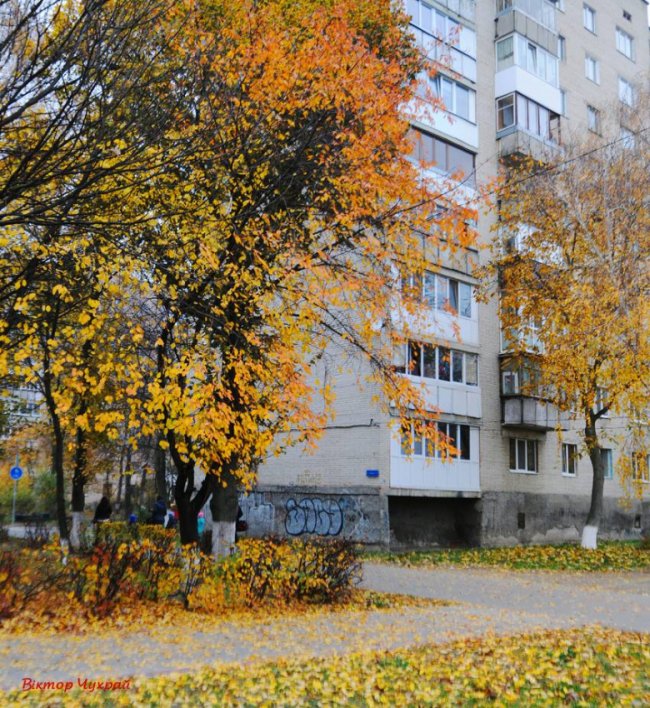 «Останнє золото»: фотограф показав осінню красу Луцька