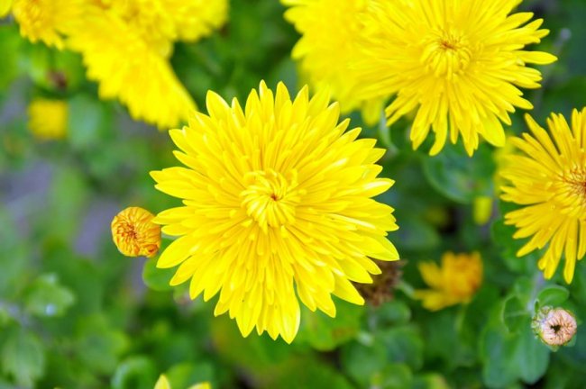 Опублікували неймовірні фото осінніх квітів у луцькому звіринці