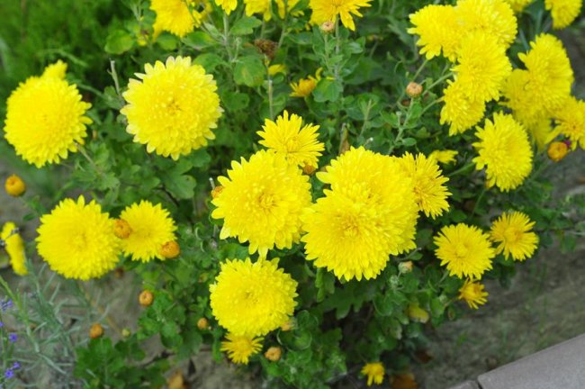 Опублікували неймовірні фото осінніх квітів у луцькому звіринці