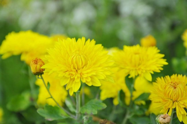 Опублікували неймовірні фото осінніх квітів у луцькому звіринці