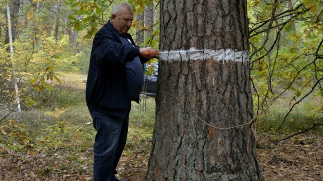 На Волині росте 200-літня сосна. ФОТО