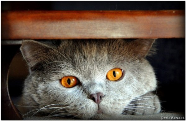 Фотовиставка Павла Березюка