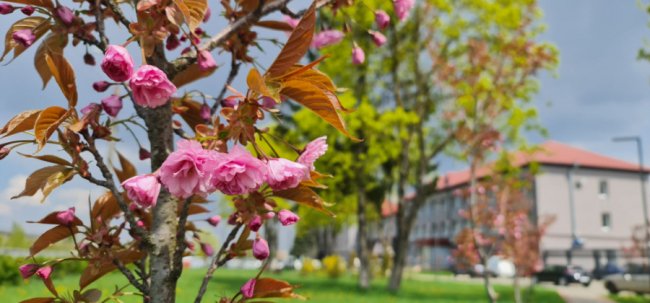 Де у Луцьку сфотографуватися у сакурах. ЛОКАЦІЇ