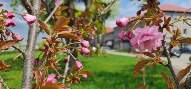 Де у Луцьку сфотографуватися у сакурах. ЛОКАЦІЇ