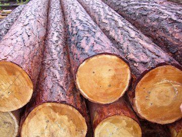 На Волині затримали трактор із «деревом» без документів