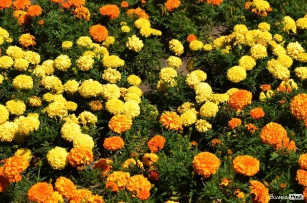 Фотопогляд: проспект Волі