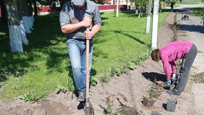 У селі поблизу Луцька активісти висадили майже 300 кущів барбарису. ФОТО