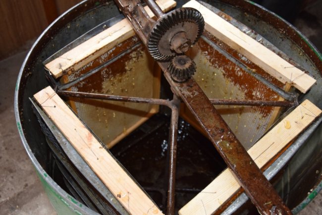 На пасіці Маневицького лісгоспу викачали перший мед. ФОТО, ВІДЕО 