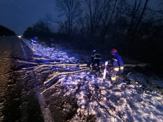 У Луцькому районі вітер звалив дерево на дорогу. ФОТО