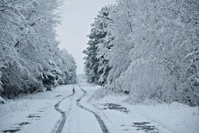 Калинові кетяги і заметені дерева: чудові фото снігопаду на Волині