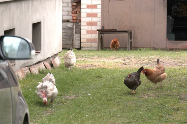 В громаді на Волині ветеринари подвірно щеплювали тварин від сказу