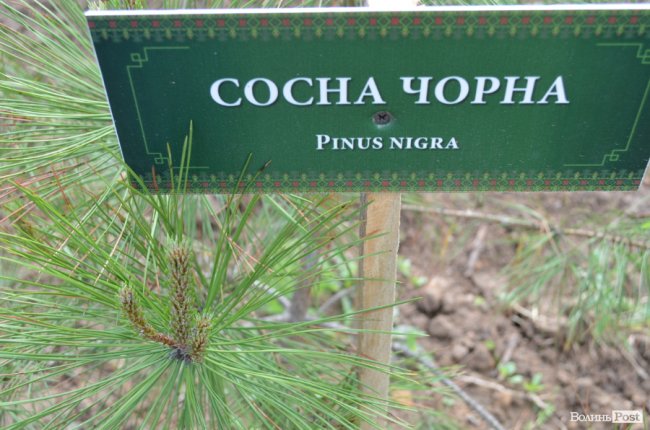 На Волині створили дендропарк з унікальними деревами