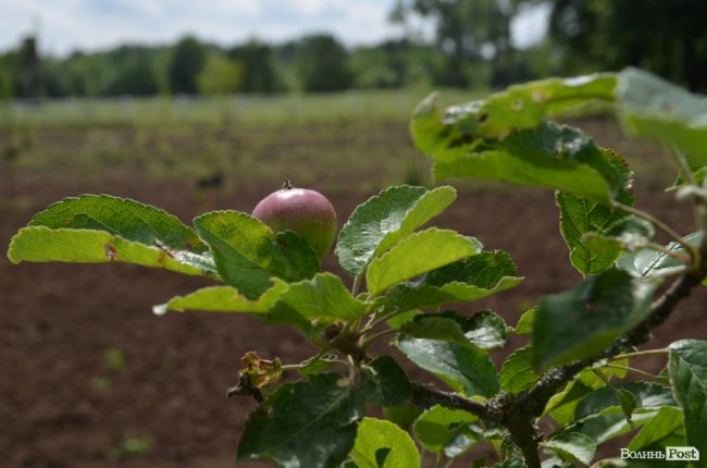 На Волині створили дендропарк з унікальними деревами