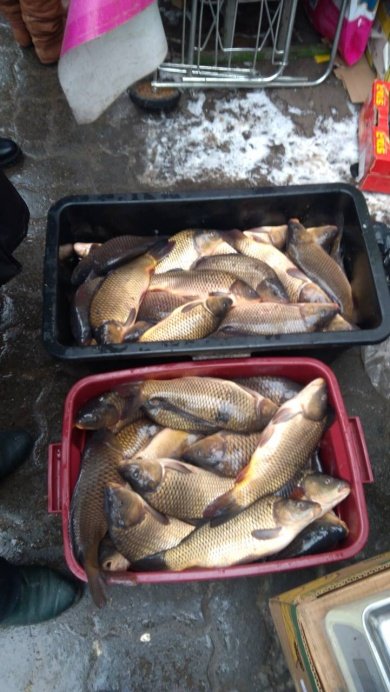 «Рибні» браконьєри Волині в цифрах: скільки порушників зловили у 2018 році