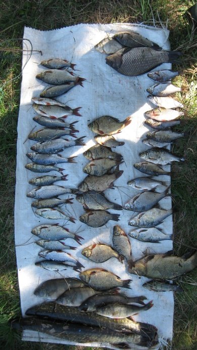 «Рибні» браконьєри Волині в цифрах: скільки порушників зловили у 2018 році