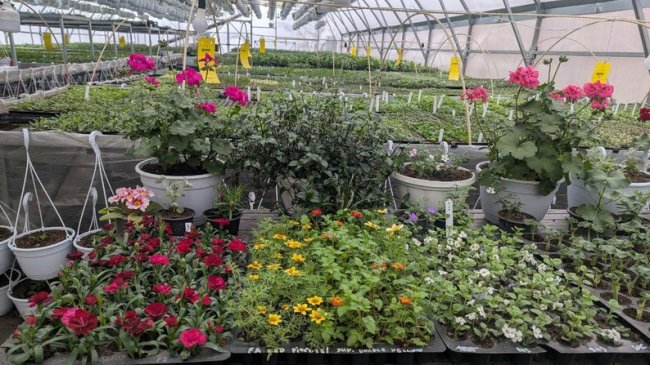  Волинянин вирощує понад 50 сортів квітів у теплицях. ВІДЕО