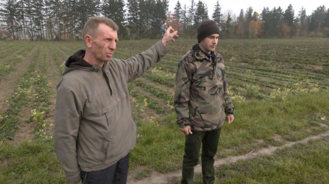 На Волині орендарі переорали гектар полуниці: господар землі готує позов до суду