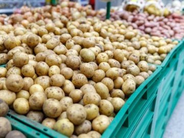 Судили волинянина,  який крав картоплю і пшеницю