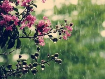 Заморозки відступають: на вихідних в Україну повернуться дощі 