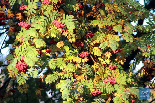Атмосферні світлини морозного ранку у волинському місті. ФОТО