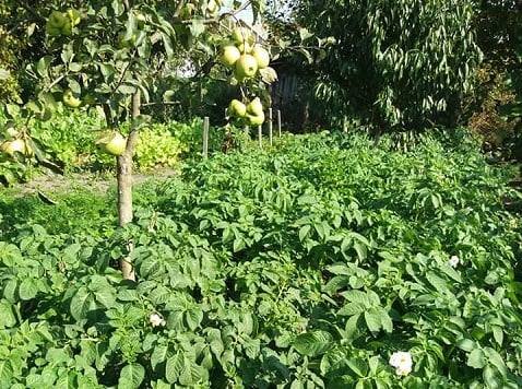 Волинянин планує за рік зібрати два врожаї картоплі. ФОТО 