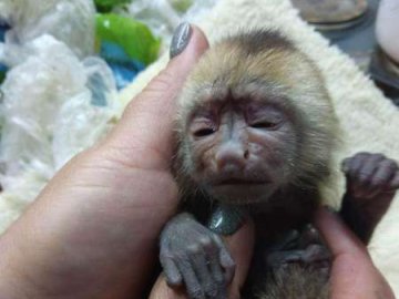 У Луцьку працівниці зоопарку замінили маму новонародженому мавпеняті. ФОТО