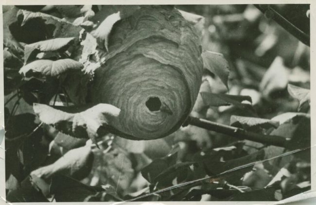 Дітлахи, рибалки та човни: волинське Полісся на фото аргентинки