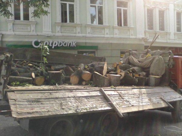 У центрі Луцька зрізують дерева. ФОТО