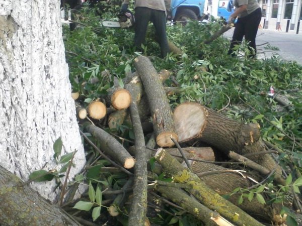 У центрі Луцька зрізують дерева. ФОТО