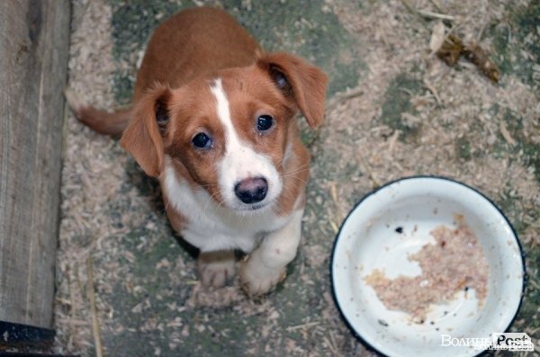 Цуцики притулку Луцька пережили важку зиму