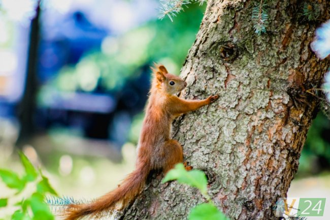 Руда пухнаста красуня з Шацька позувала луцькому фотографу