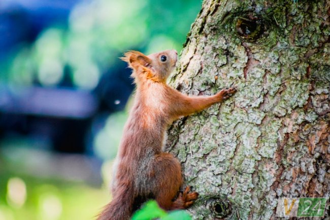 Руда пухнаста красуня з Шацька позувала луцькому фотографу