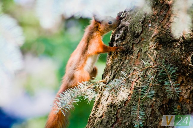Руда пухнаста красуня з Шацька позувала луцькому фотографу
