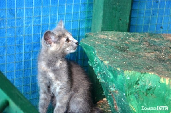 Майже 90% безпритульних тварин Луцька знаходять домівку. ФОТО