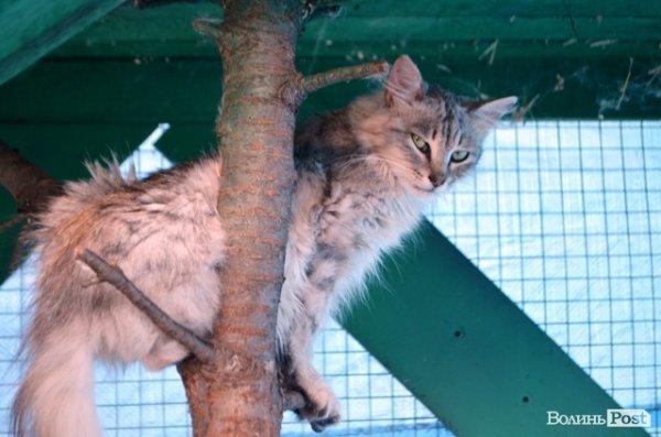 Майже 90% безпритульних тварин Луцька знаходять домівку. ФОТО